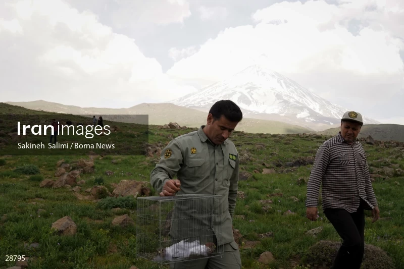 Releasing several species of birds in Lar National Park