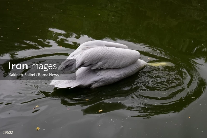 Tehran Birds Garden