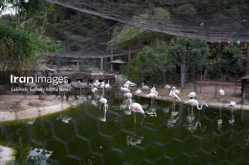 Tehran Birds Garden