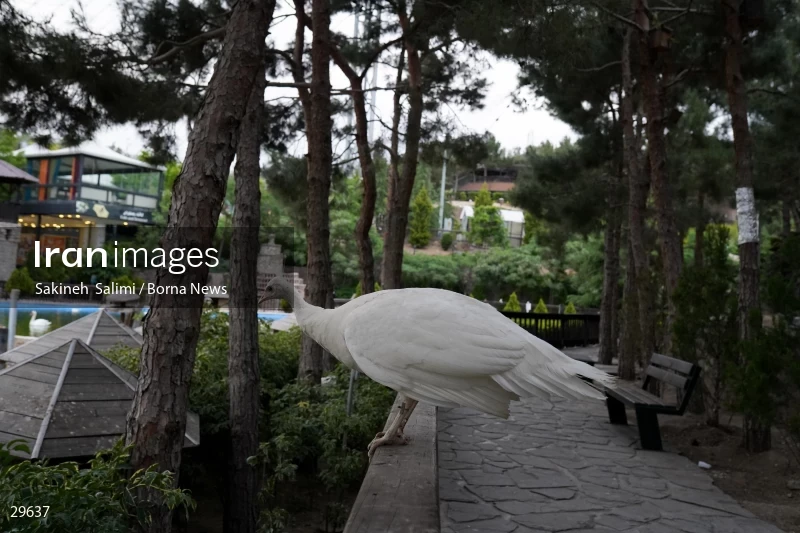 Tehran Birds Garden