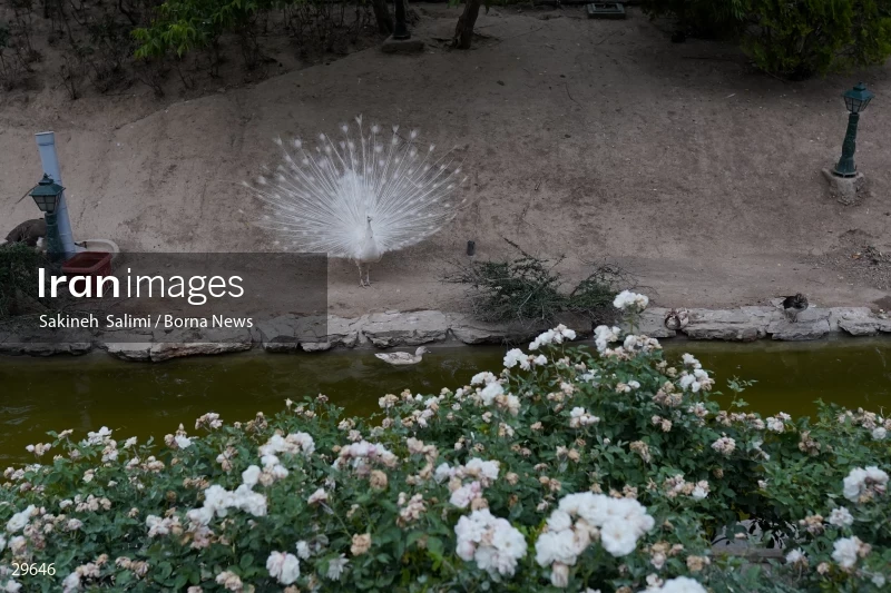 Tehran Birds Garden