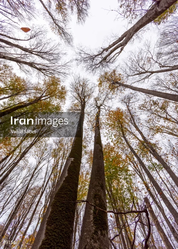 Sangdeh Beech Forest