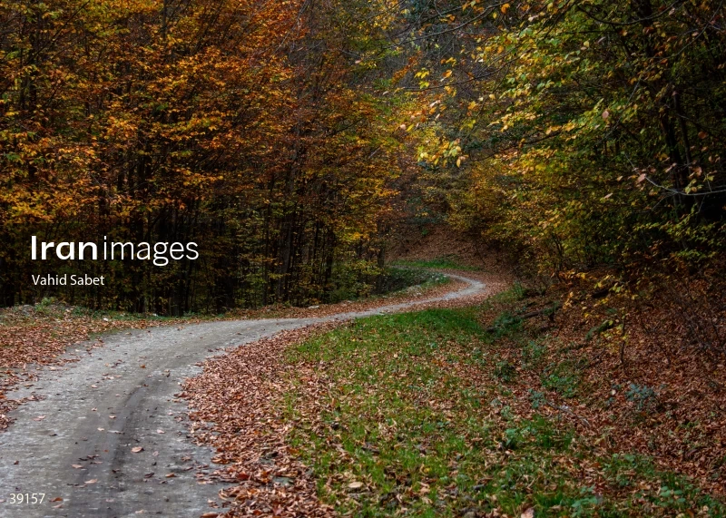 Sangdeh Beech Forest