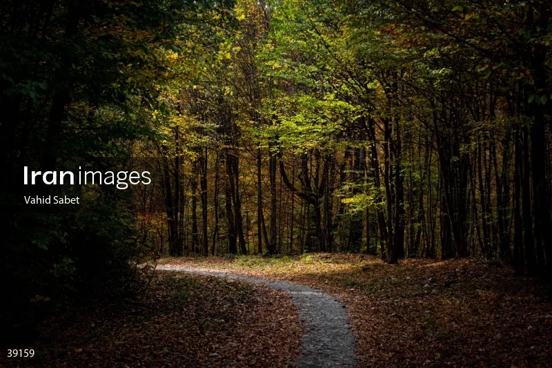 Sangdeh Beech Forest