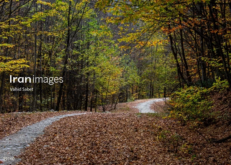 Sangdeh Beech Forest