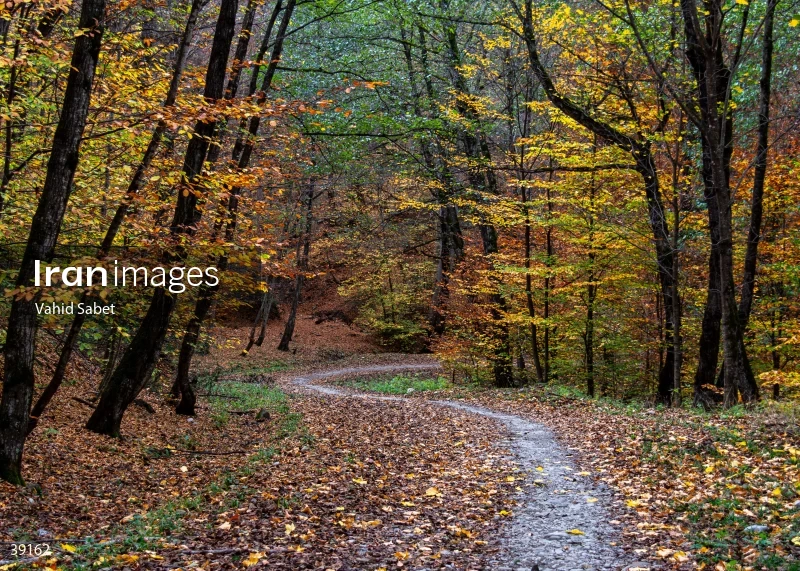 Sangdeh Beech Forest