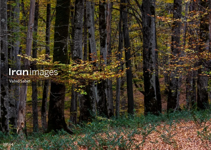 Sangdeh Beech Forest