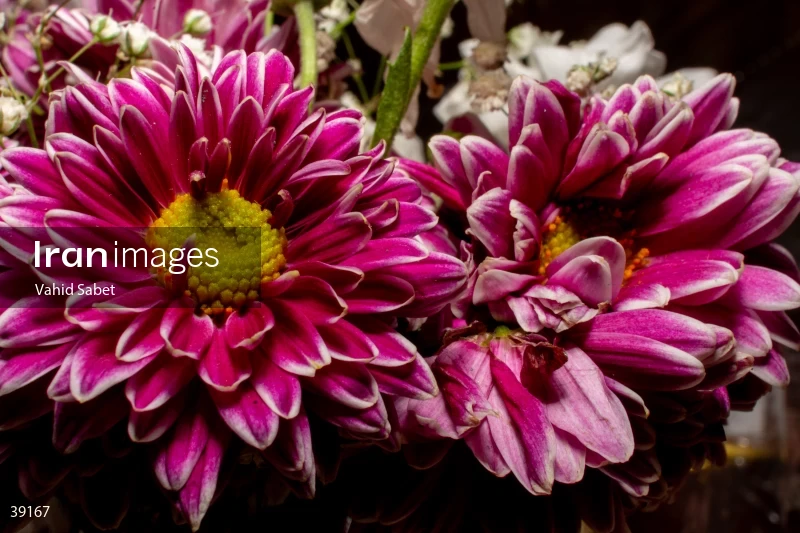 Bouquet