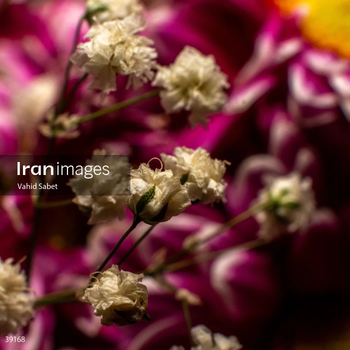 Bouquet