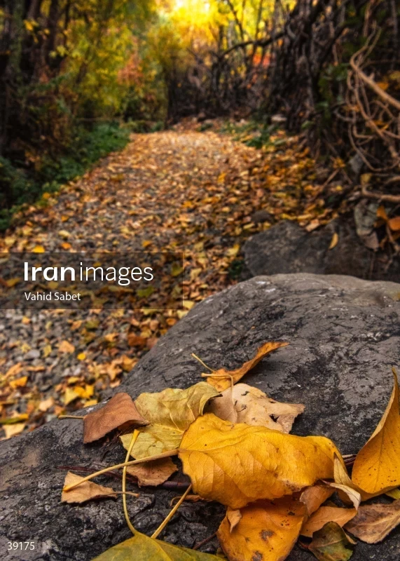 Autumn landscape