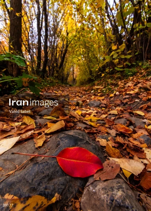 Autumn landscape