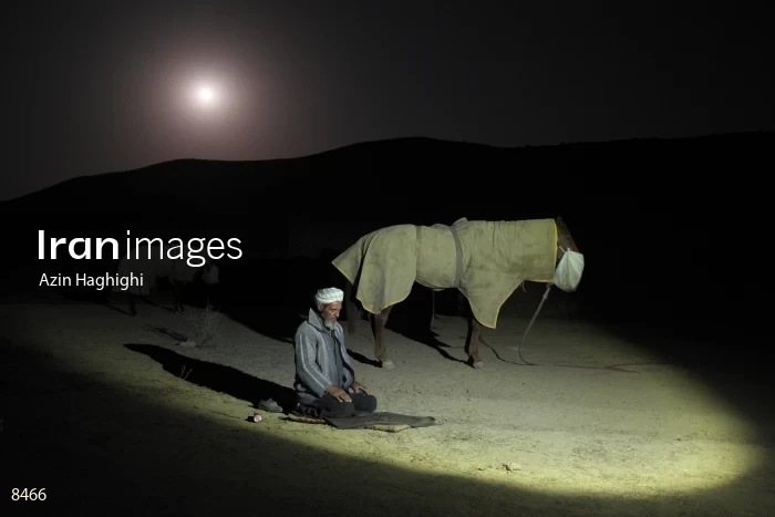 Horses in Turkmens festivities