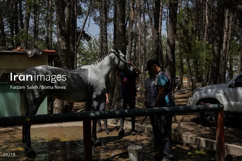 Armos Cup international horse jumping competition