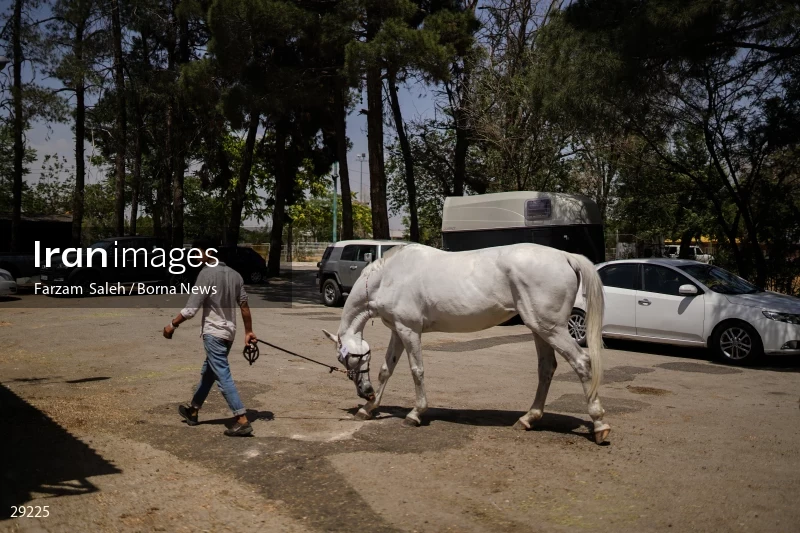 Armos Cup international horse jumping competition