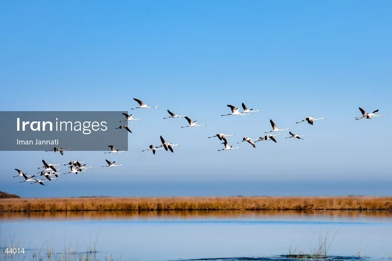 Flamingos in Flight Over Ashuradeh Island