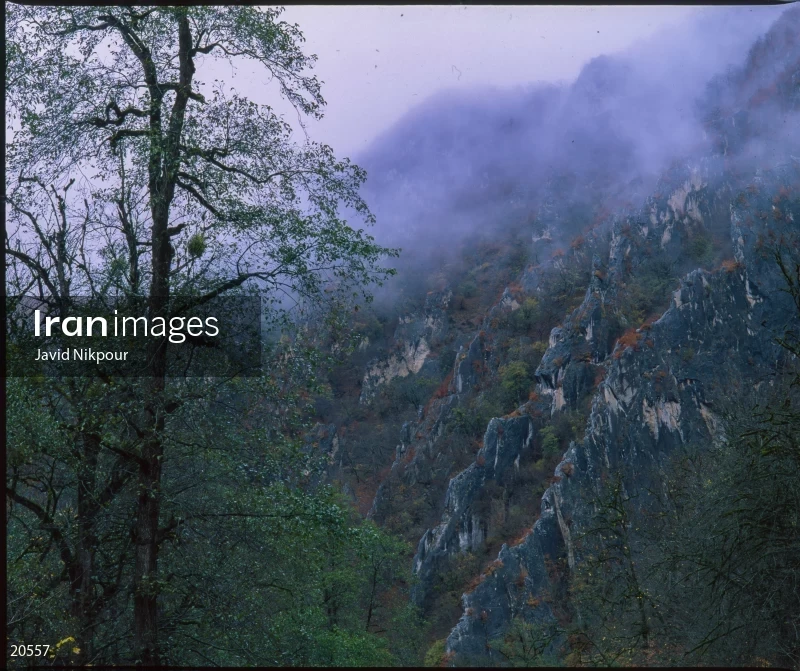 Tuskestan Forest