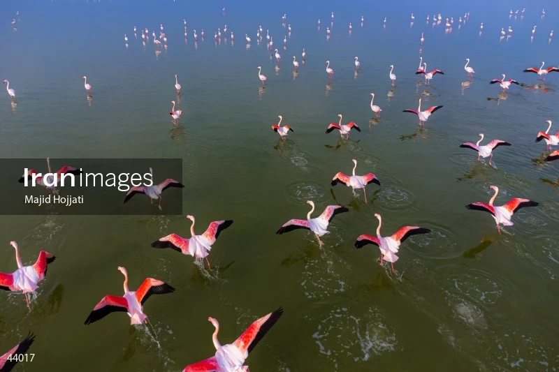 The Return of Flamingos to Gorgan Bay