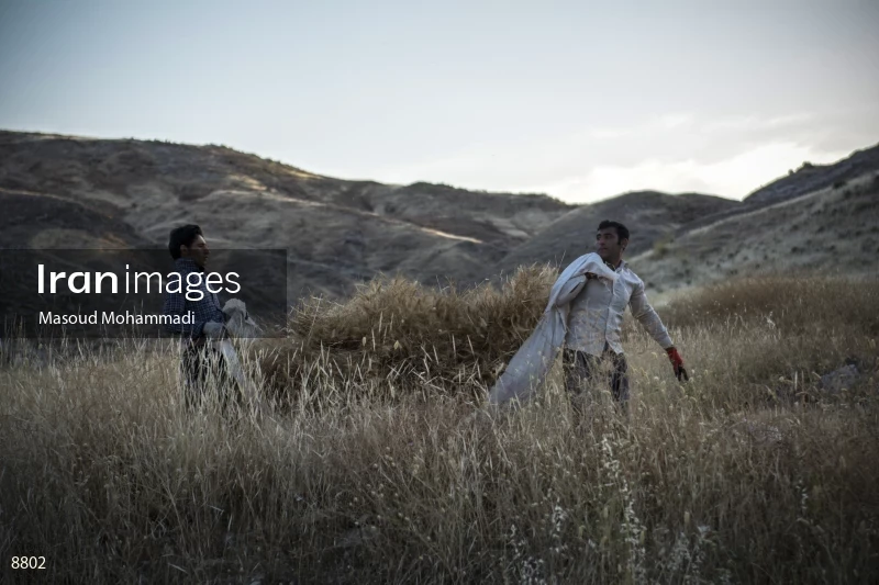 Wheat harvest in Khuzestan