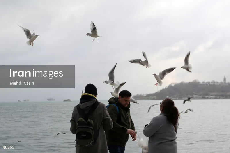 Seabirds of the Galataport