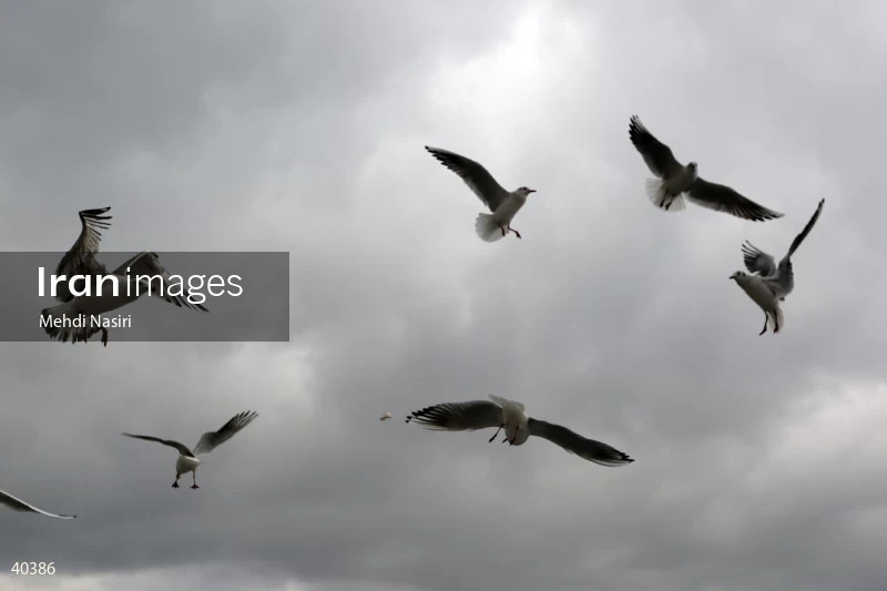 Seabirds of the Galataport