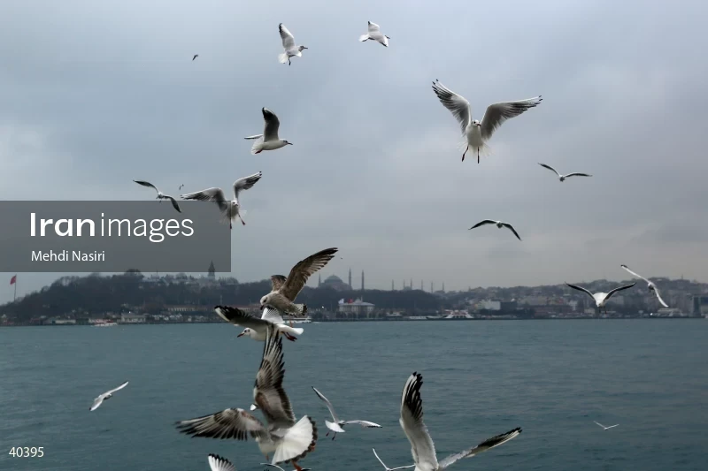 Seabirds of the Galataport