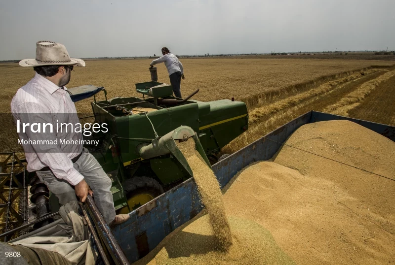 Wheat harvest in Golestan