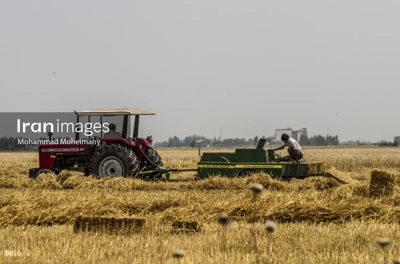 Wheat harvest in Golestan