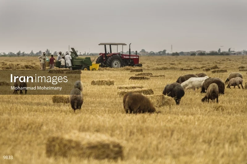 Wheat harvest in Golestan