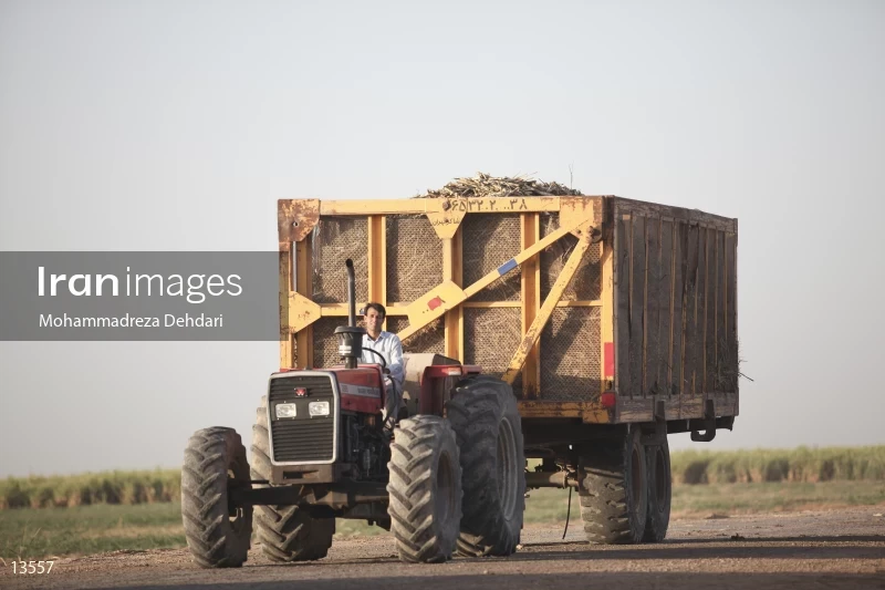Sugarcane harvest