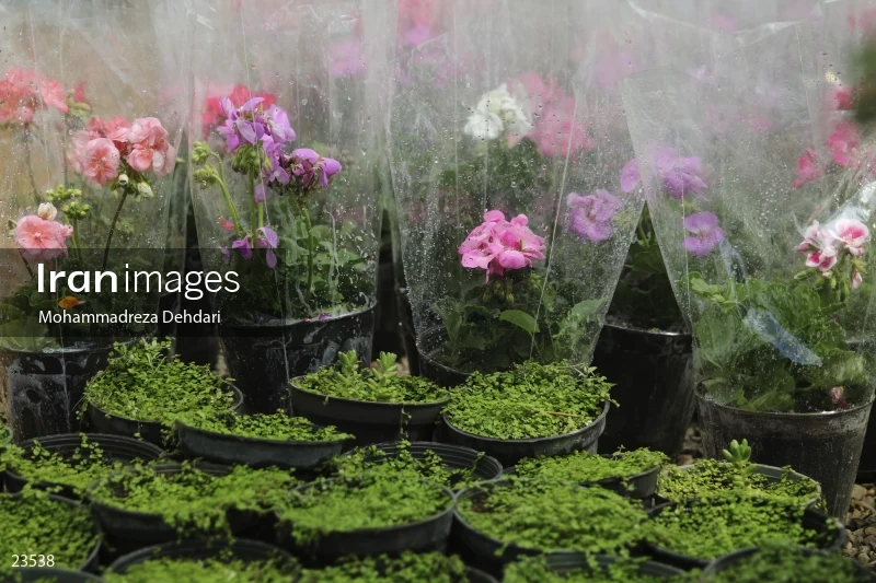 Qasr Aldasht flower market, Shiraz