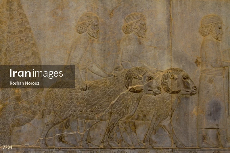 Tribute bearers with sheep at Persepolis