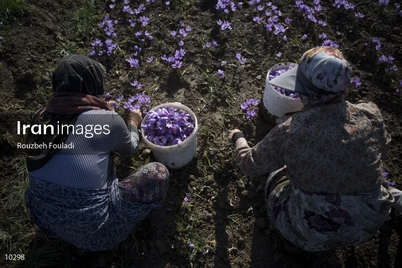 Harvesting Saffron