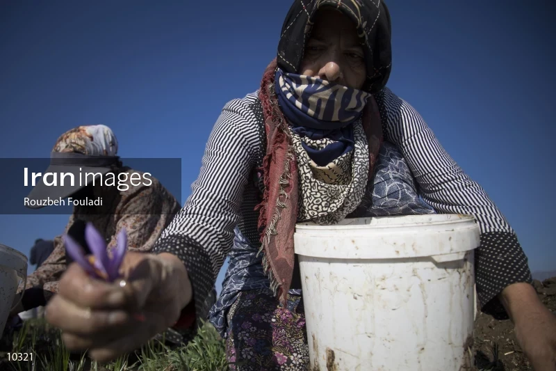 Harvesting Saffron