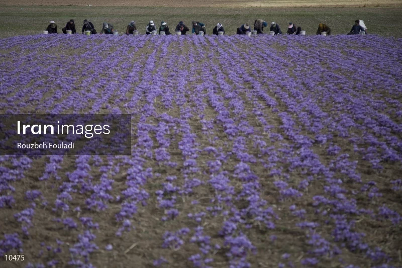 Harvesting Saffron