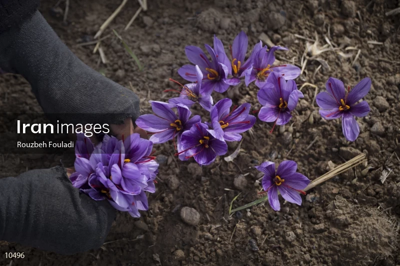 Harvesting Saffron