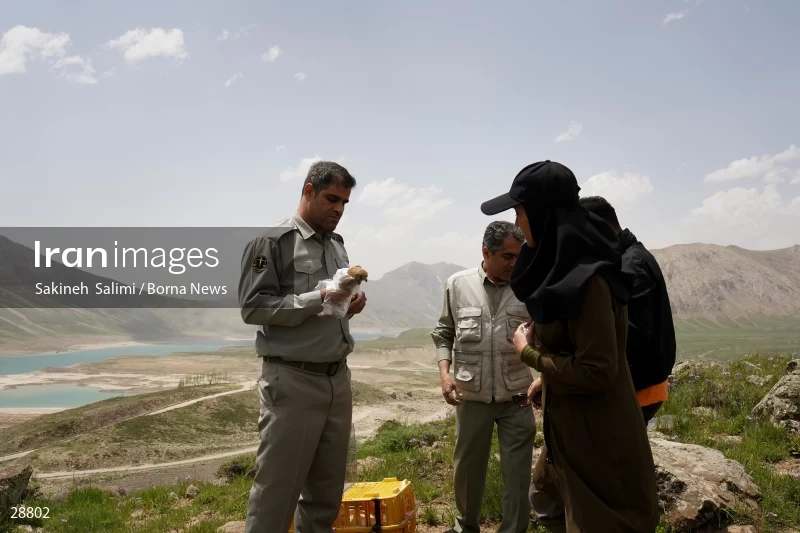 Releasing several species of birds in Lar National Park