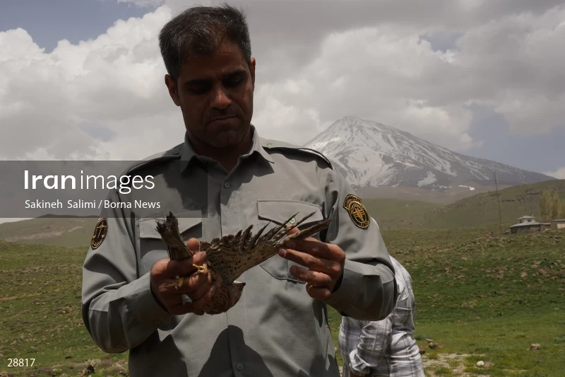 Releasing several species of birds in Lar National Park