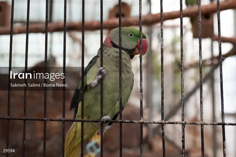 Tehran Birds Garden