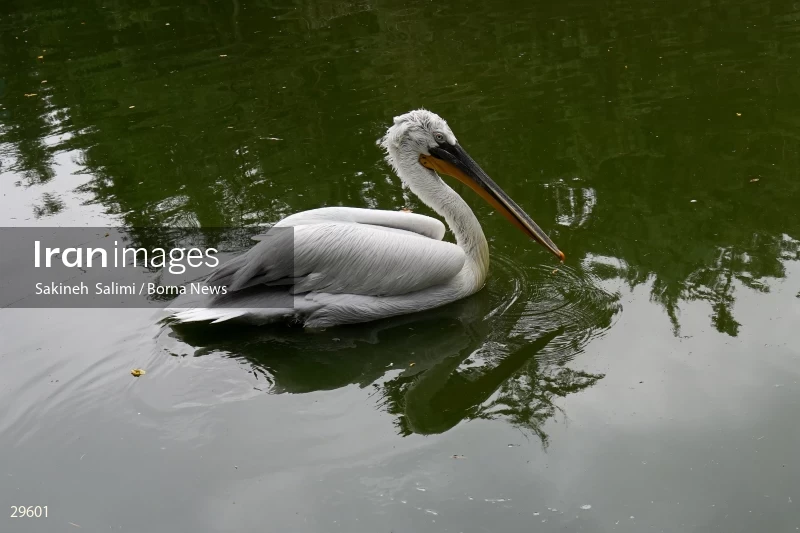 Tehran Birds Garden