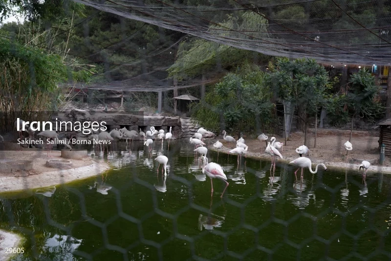 Tehran Birds Garden