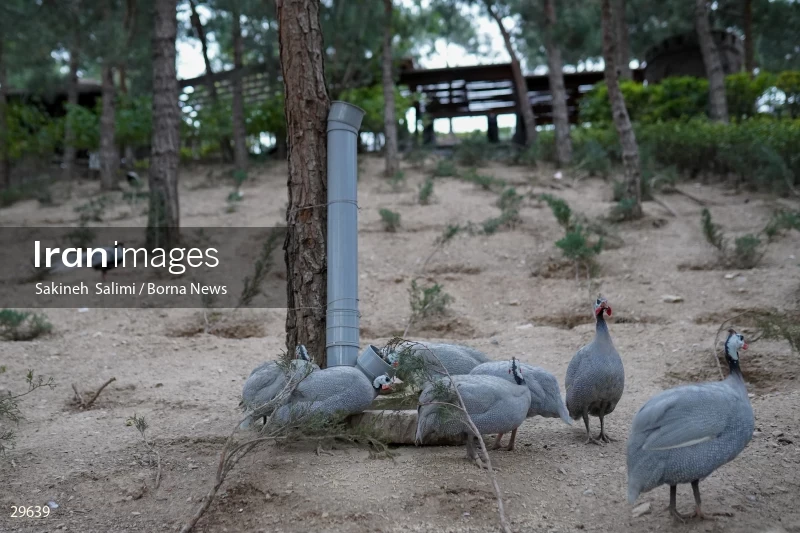 Tehran Birds Garden