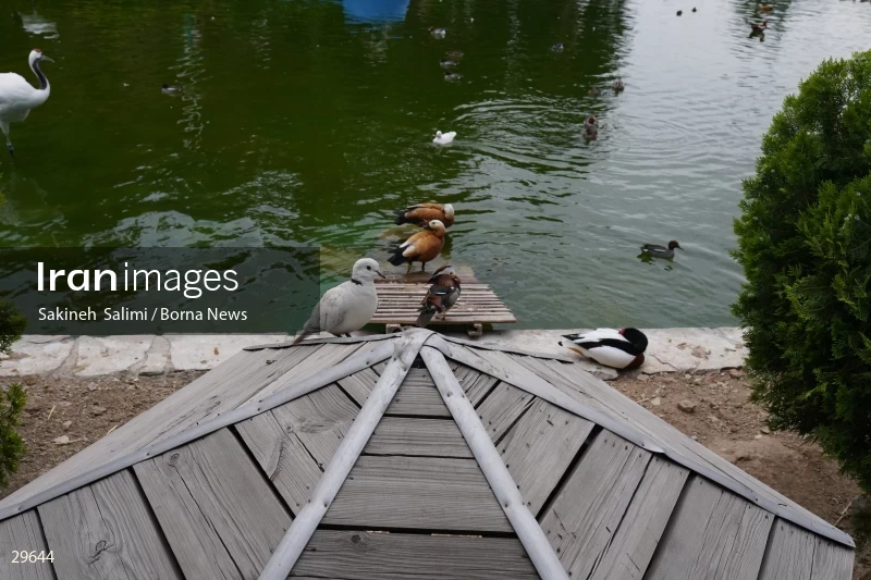 Tehran Birds Garden