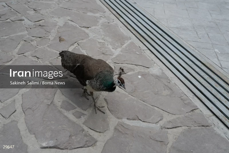 Tehran Birds Garden