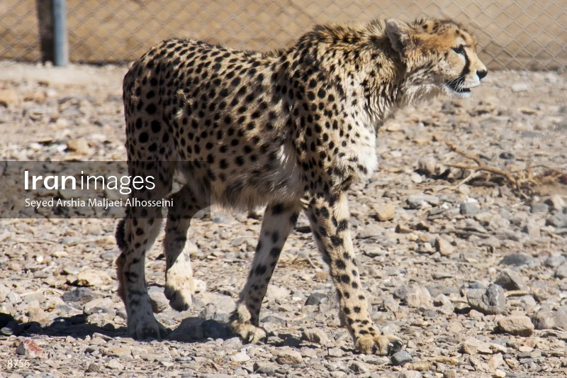 Delbar, Asiatic cheetah
