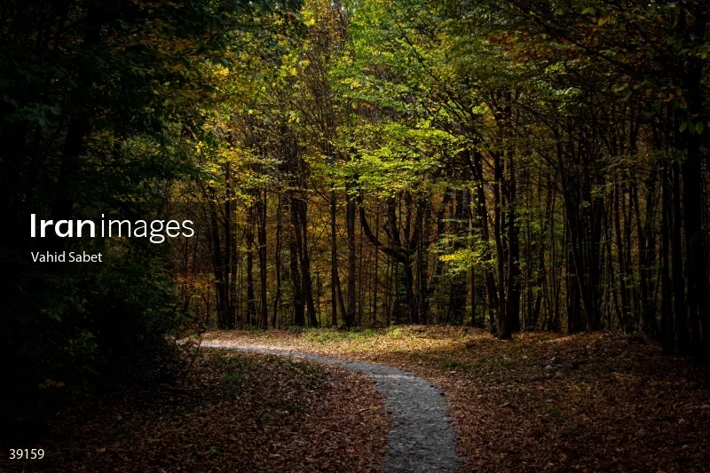 Sangdeh Beech Forest