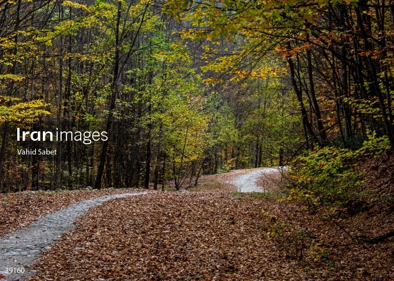 Sangdeh Beech Forest